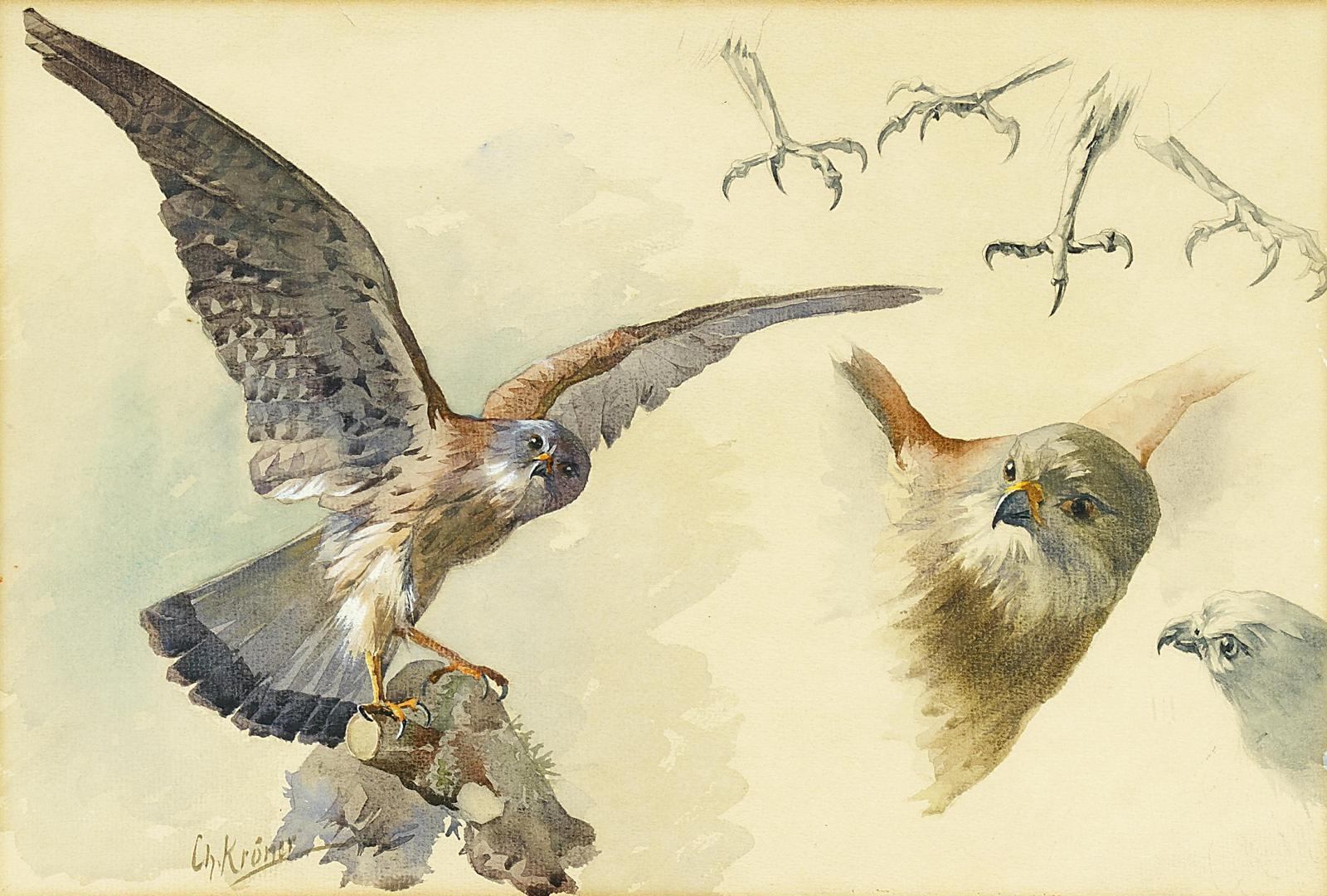 Christian Kröner - Studien eines Falken