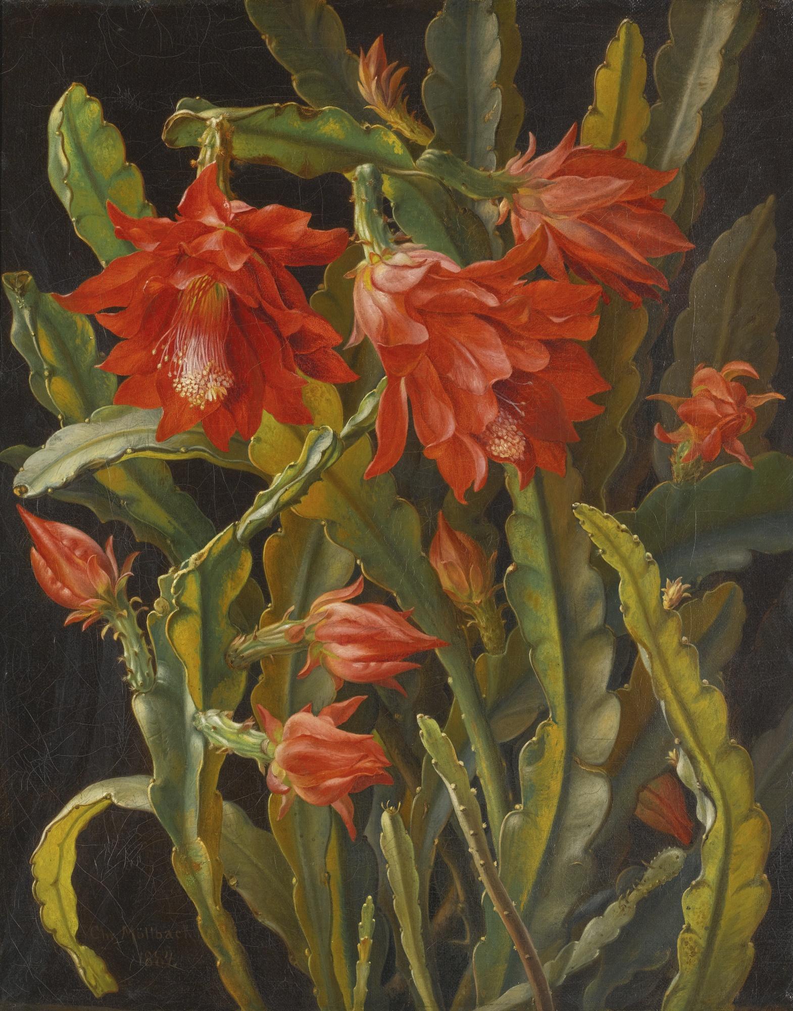 Christian Möllback - Danish christmas Cactus