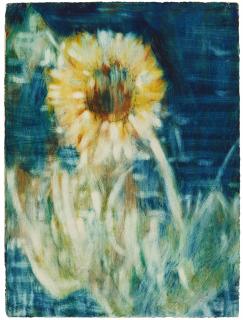 Christian Rohlfs - Sonnenblume im Mondlicht