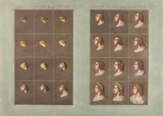 Christian von Mechel - Stufenfolge von dem Frosche bis zum Apollo-Profile.