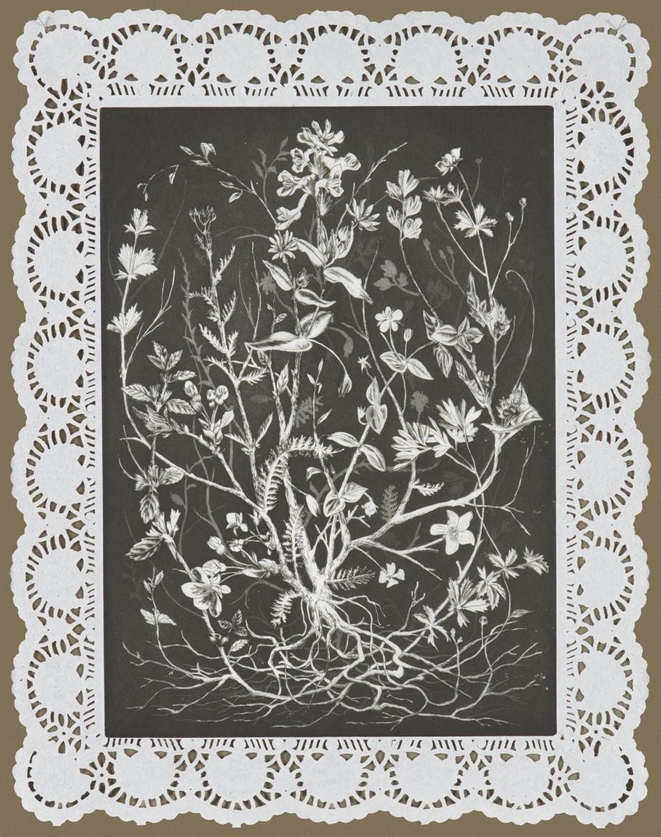 Christoph Knecht - Aus der Serie: Plant of Opportunities