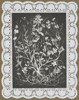 Christoph Knecht - Aus der Serie: Plant of Opportunities