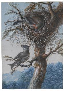 Christoph Ludwig Agricola - A:  A Greater Redpoll And A Crested Tit B:  A Bluethroat