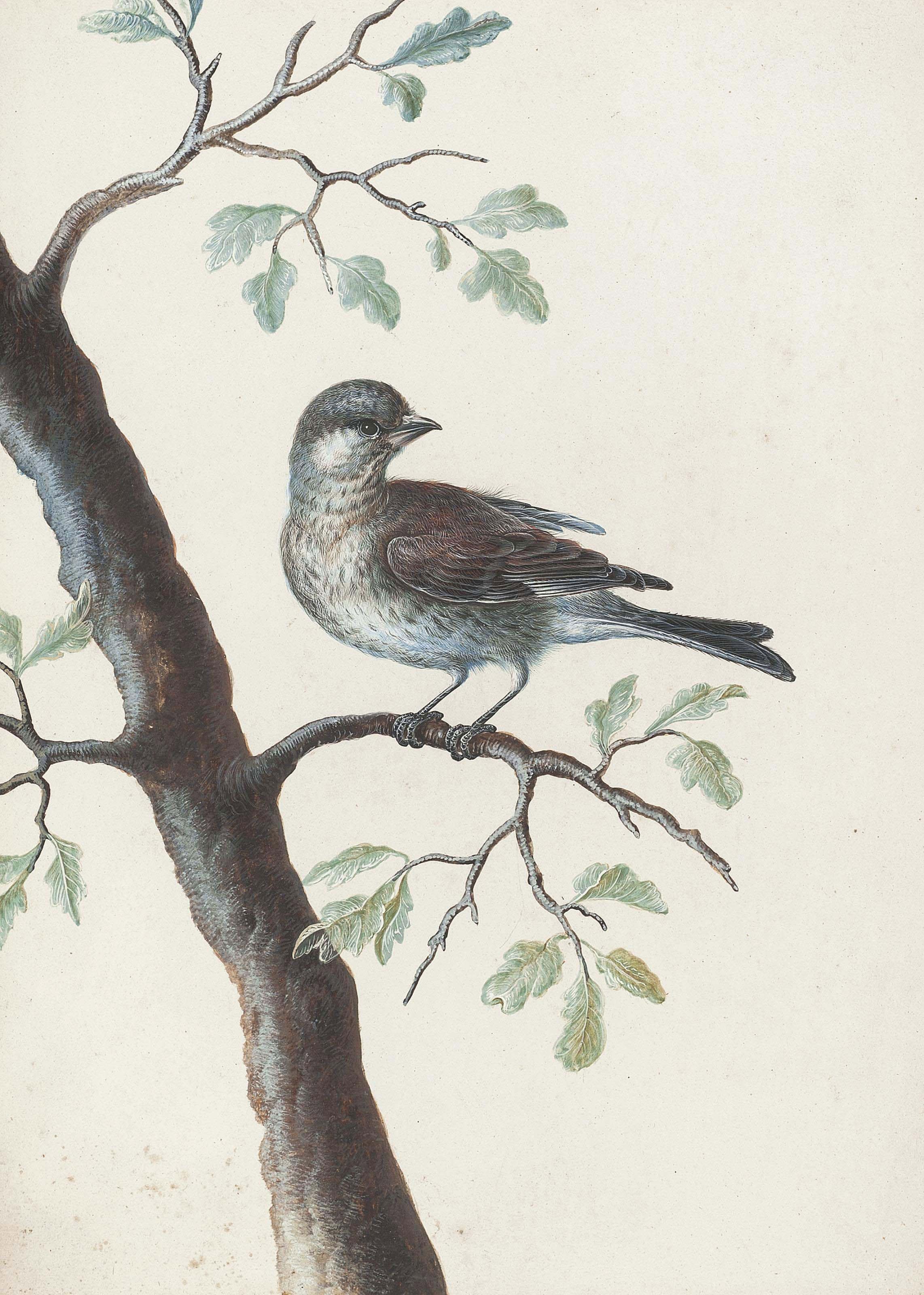 Christoph Ludwig Agricola - A bird on an oak branch