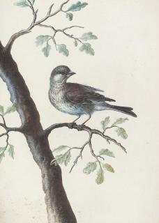 Christoph Ludwig Agricola - A bird on an oak branch