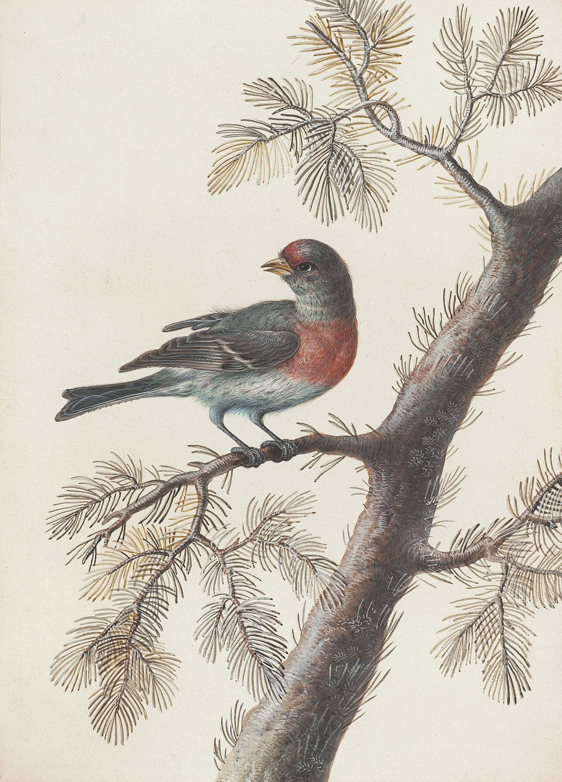 Christoph Ludwig Agricola - A bird, probably a bullfinch, on a pine branch