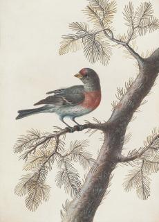 Christoph Ludwig Agricola - A bird, probably a bullfinch, on a pine branch