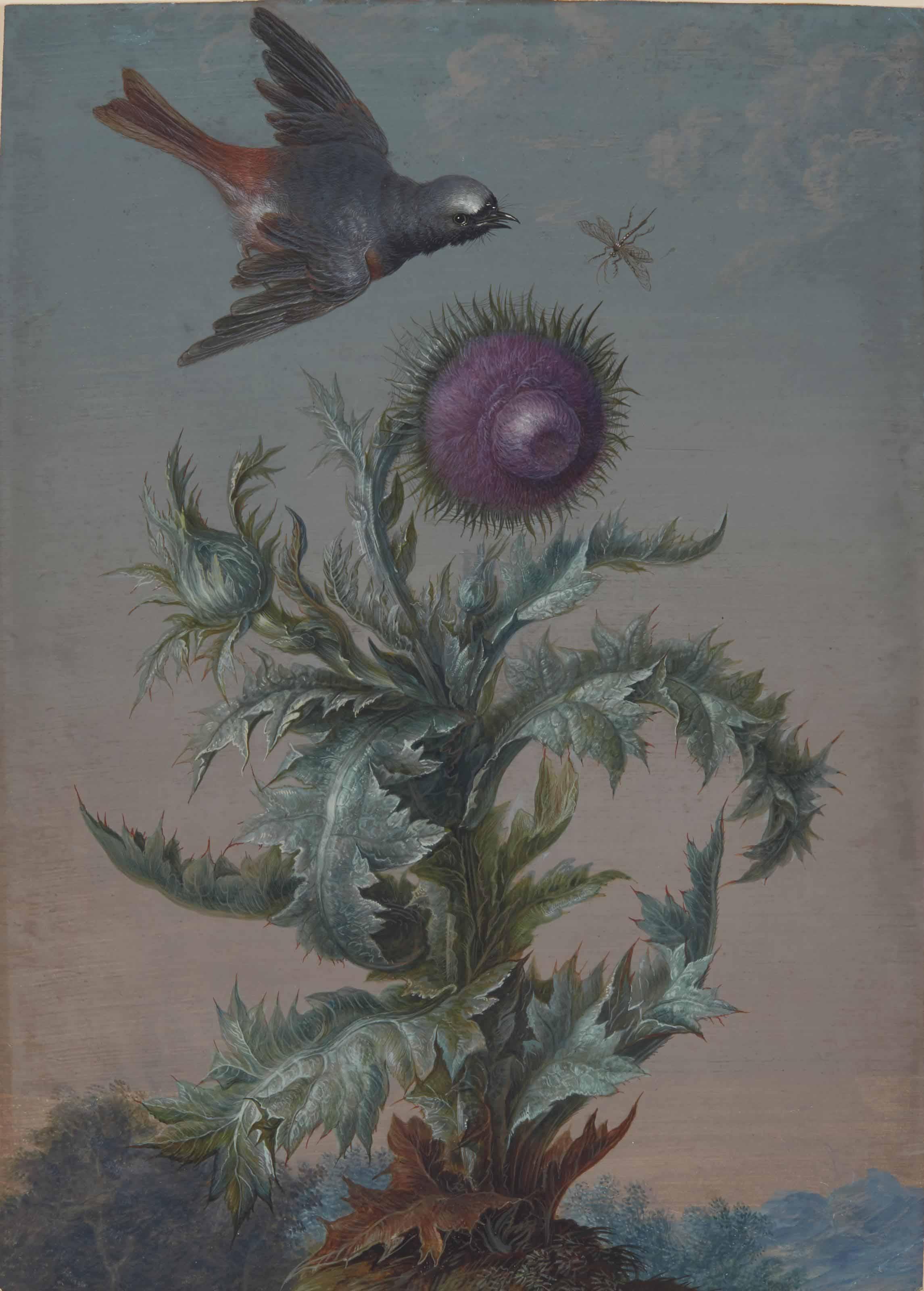 Christoph Ludwig Agricola - A Male Common Redstart (Phoenicurus), A Fly And A Purple Thistle