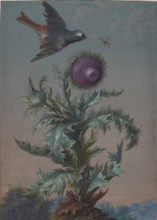 Christoph Ludwig Agricola - A Male Common Redstart (Phoenicurus), A Fly And A Purple Thistle