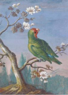 Christoph Ludwig Agricola - A Red Fronted Parakeet
