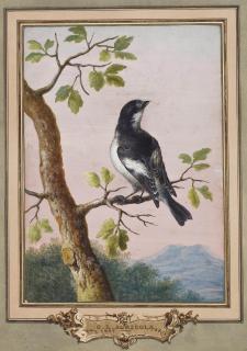 Christoph Ludwig Agricola - Gobemouche noir sur une branche de chêne