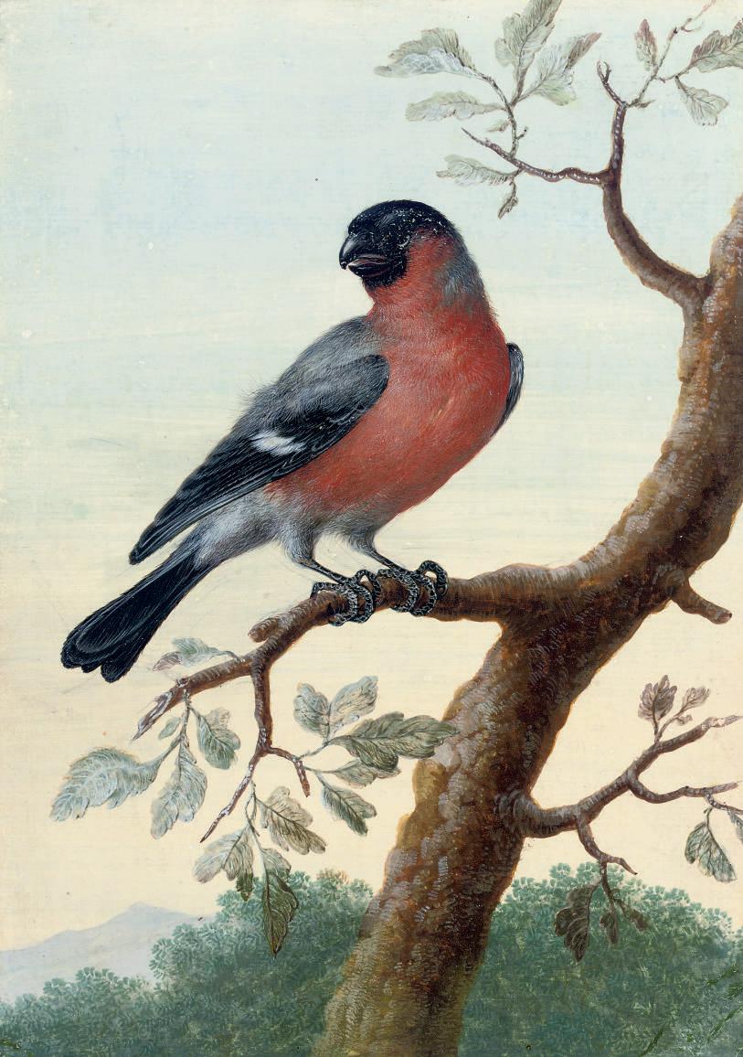 Christoph Ludwig Agricola - Study of a red-breasted bird on a branch