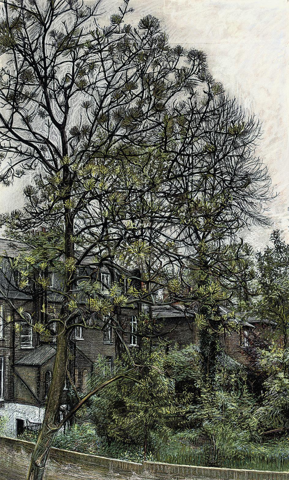 Christopher Bramham - Ash Tree, Spring