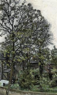 Christopher Bramham - Ash Tree, Spring