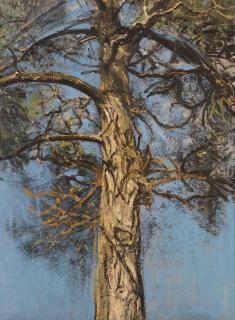 Christopher Bramham - Pine Tree I