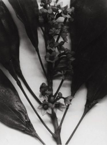 Christopher Williams - Angola to Vietnam