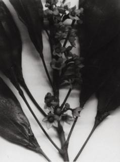 Christopher Williams - Angola to Vietnam