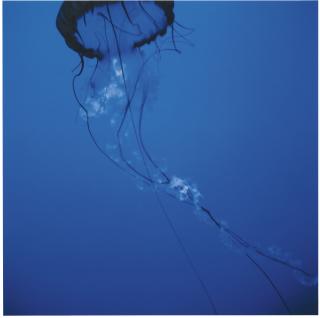 Christopher Williams - Pacific Sea Nettle, Chrysaora Melanaster, Long Beach Aquarium Of The Pacific, 100 Aquarium Way, Long Beach, California, July 9Th, 2008