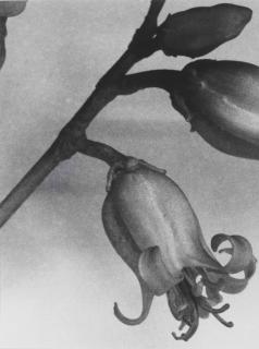 Christopher Williams - South Africa (From The Series From Angola To Vietnam)  Blaschka Model 95   1889 Genus No. 3164   Family, Crassulaceae   Cotyledon Orbiculata Linn.