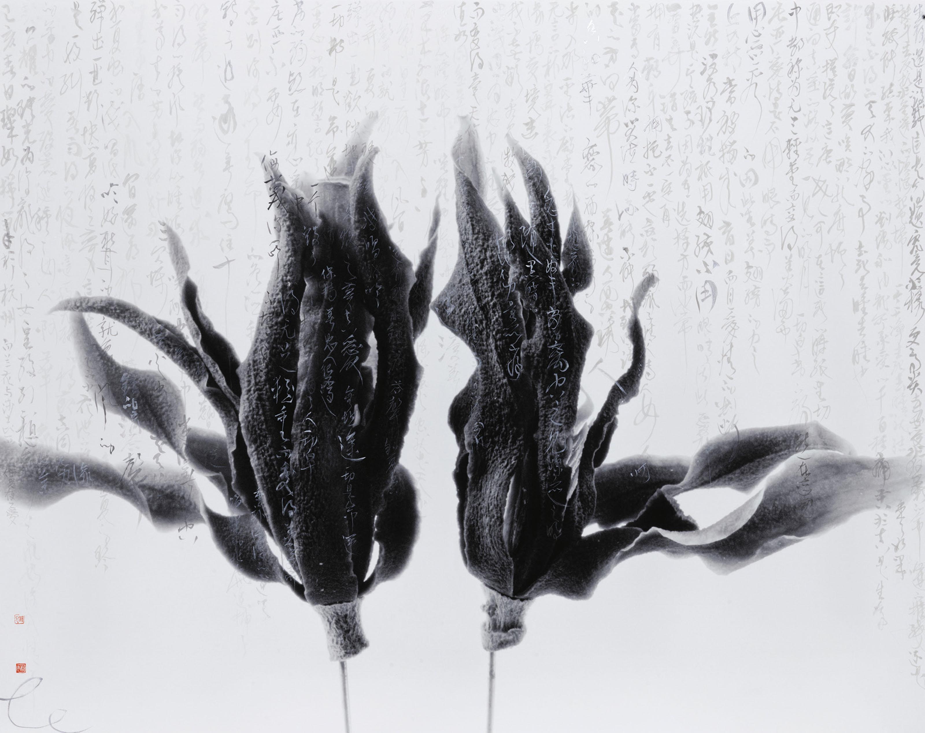 Chu Chu - Magnolia – Shakespeare