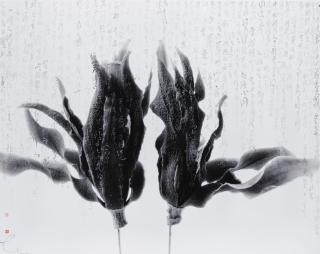 Chu Chu - Magnolia – Shakespeare