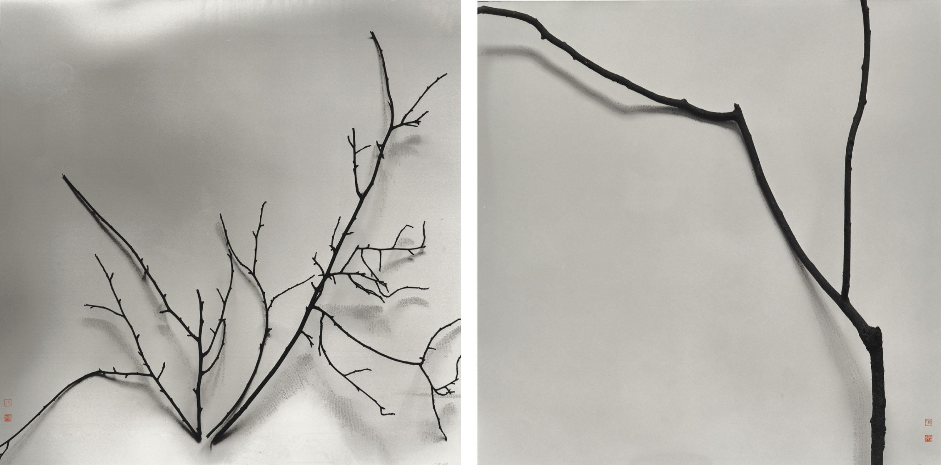 Chu Chu - Whisper of Trees: Elaeagnus (Book of Poetry: Grass-Insects)  Whisper of Trees: Camphor (Search for West Lake in My Dreams: Pavilion of the Jade Lotus)