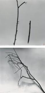 Chu Chu - Whisper of Trees: Tutcheria; Whisper of Trees: Osmanthus Fragrans