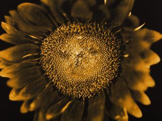Chuck Close - Ohne Titel (Sunflower).