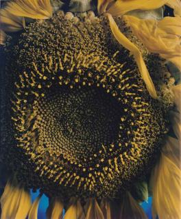 Chuck Close - Sunflower, 1989
