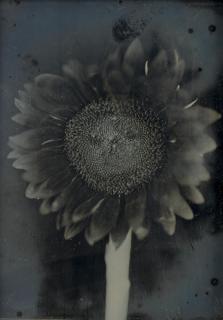 Chuck Close - Sunflower