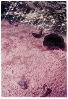 Cindy Sherman - Untitled #176