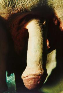 Cindy Sherman - Untitled #252.