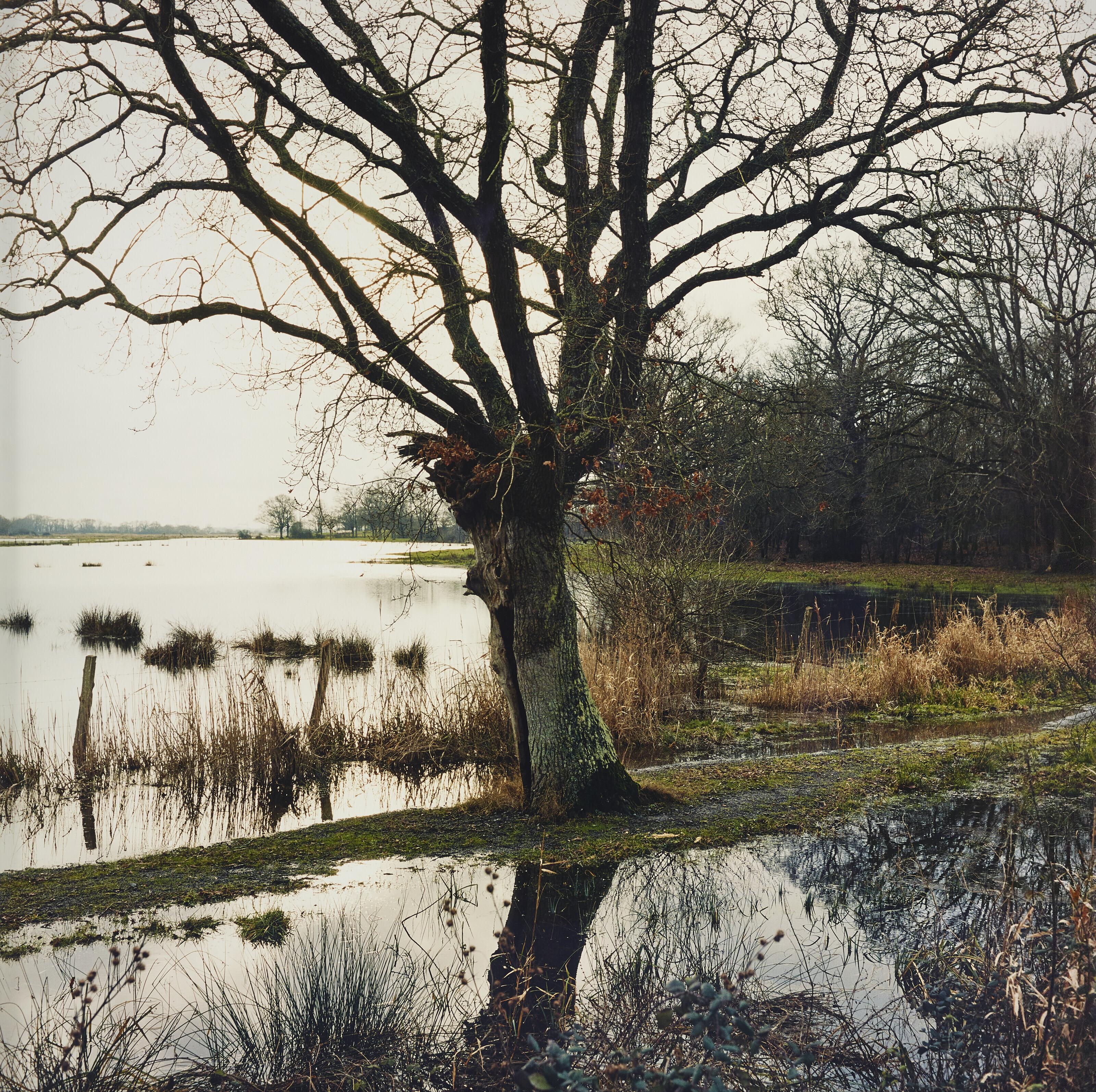 Claire Adelfang - L\'arbre fendu, 2010