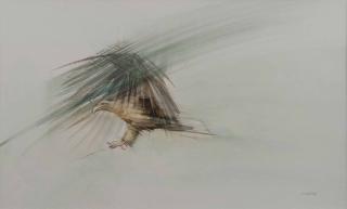 Claire Harkess - A white tailed eagle, Perth