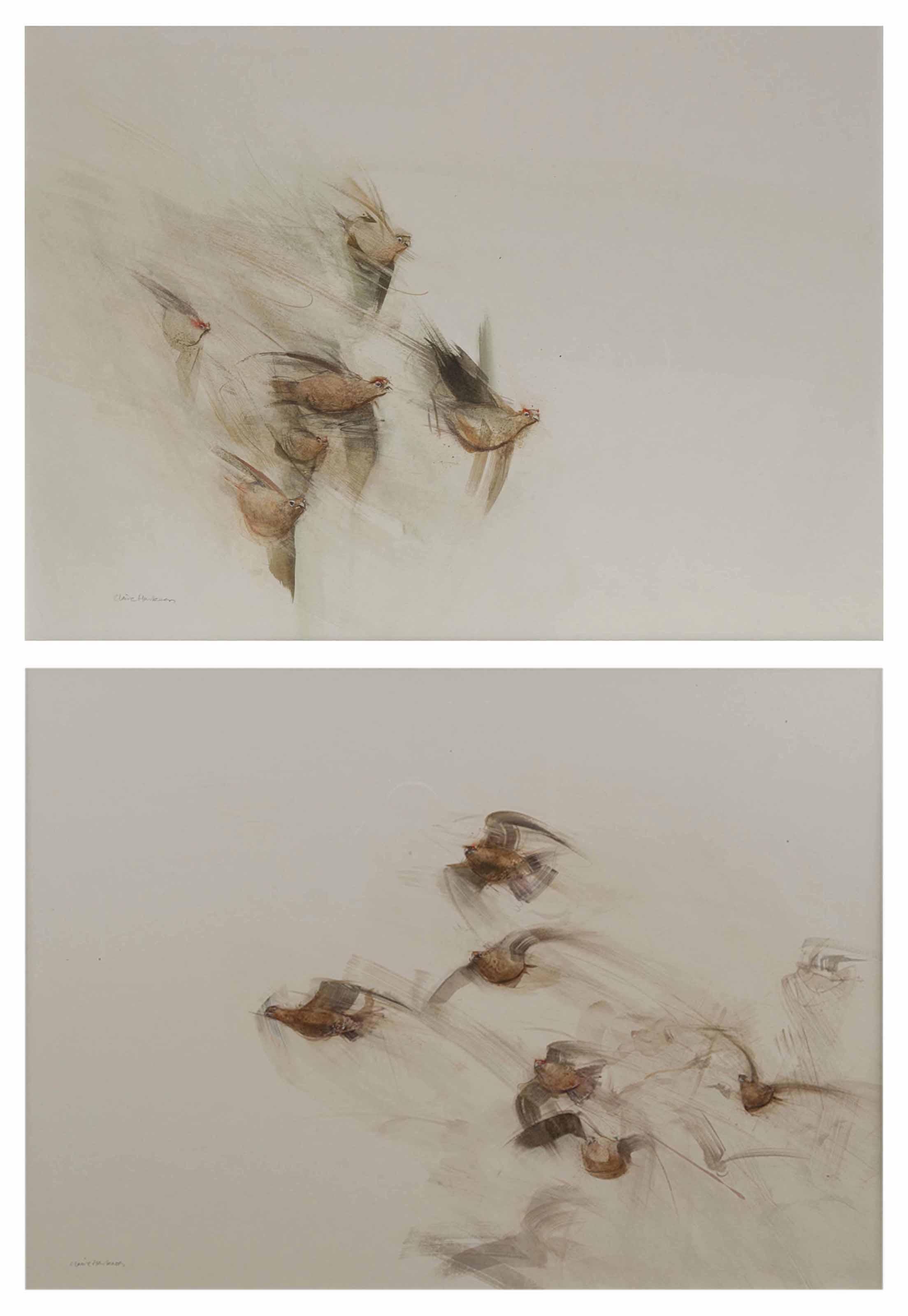Claire Harkess - Red grouse in flight; and a covey of grouse in flight
