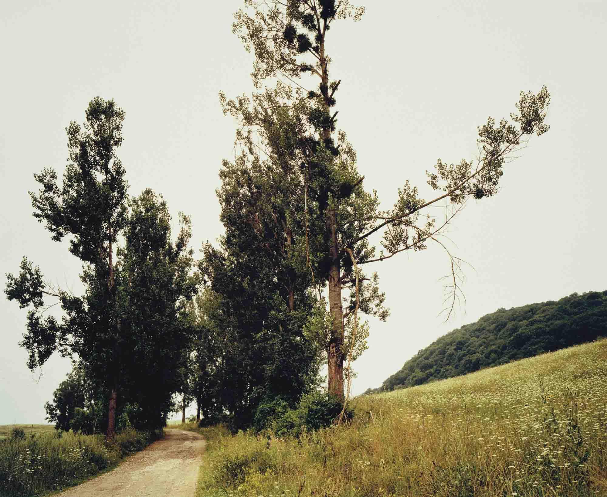 Claire Richardson - Untitled IV from \'Sylvan\'