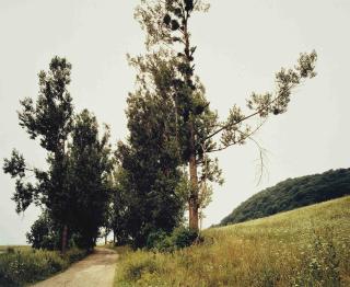 Claire Richardson - Untitled IV from \'Sylvan\'