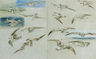 Clarkson Stanfield - Study of Seagulls