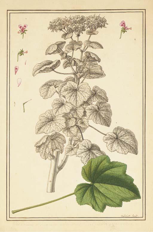 Claude Aubriet - Géranium Avec Des Études Subsidiaires Des Fleurs Et D\'Une Feuille