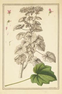 Claude Aubriet - Géranium Avec Des Études Subsidiaires Des Fleurs Et D\'Une Feuille