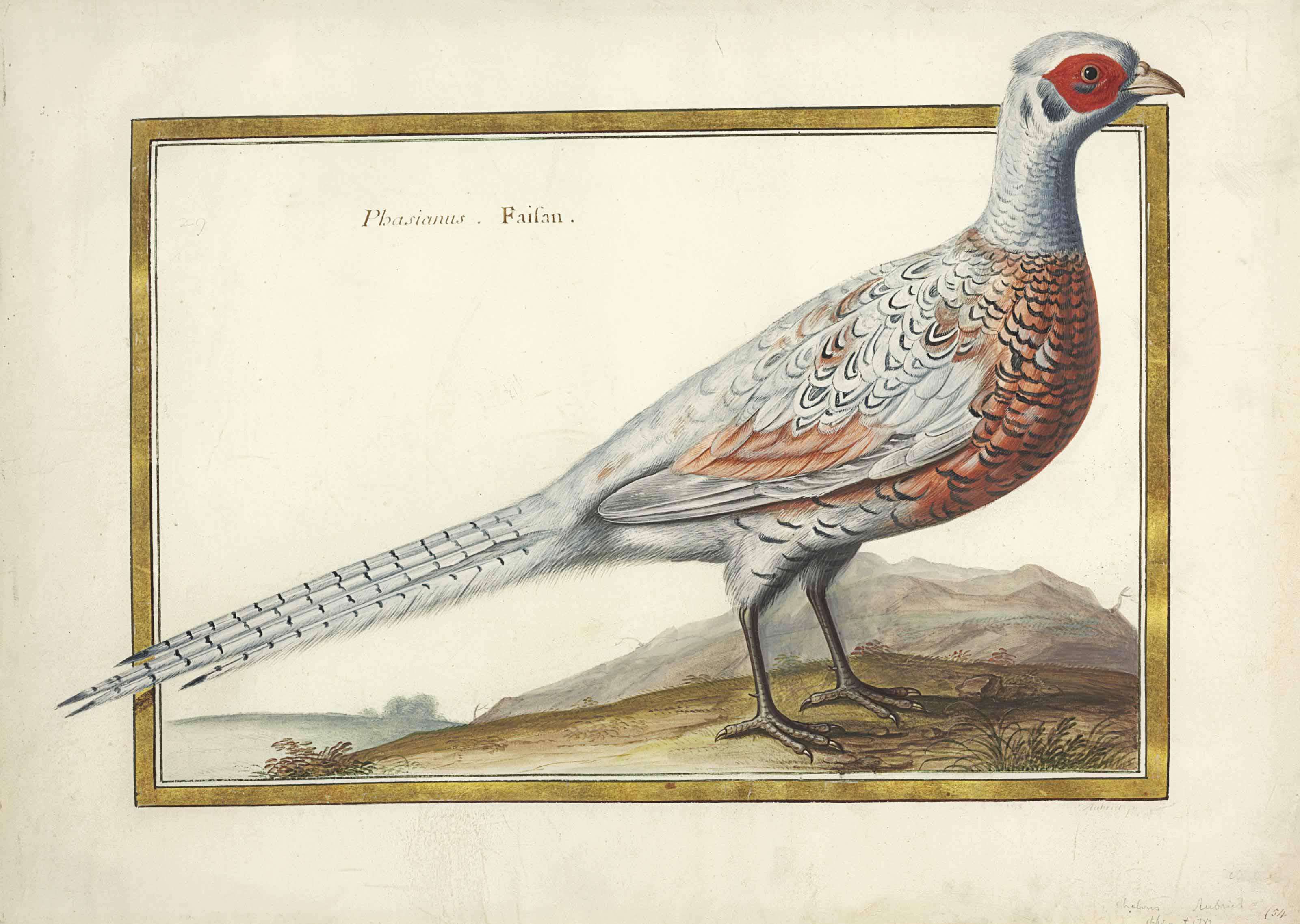 Claude Aubriet - Phasianus Faisan