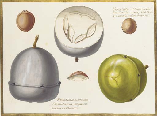 Claude Aubriet - Two studies of an exotic fruit, a cross section of the same and three seeds