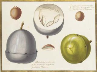 Claude Aubriet - Two studies of an exotic fruit, a cross section of the same and three seeds