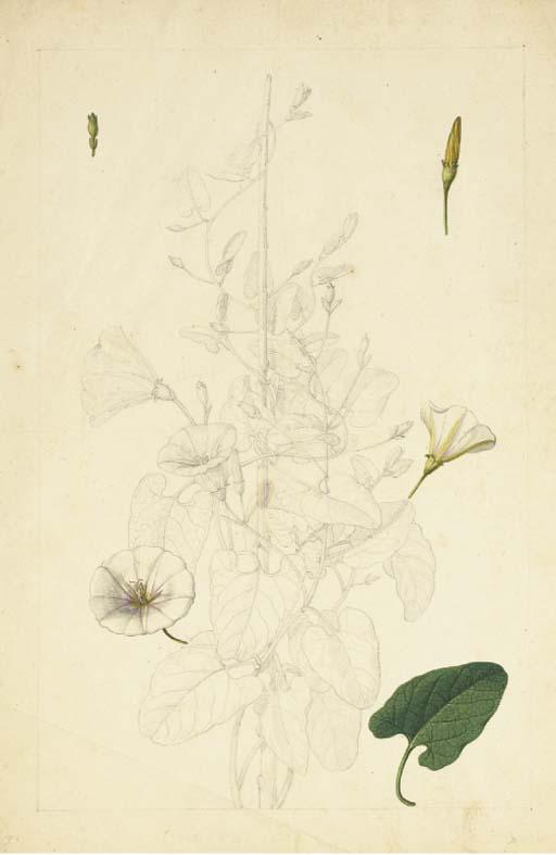 Claude Aubriet - Volubilis Avec Des Études Subsidaires Des Fleurs Et D\'Une Feuille