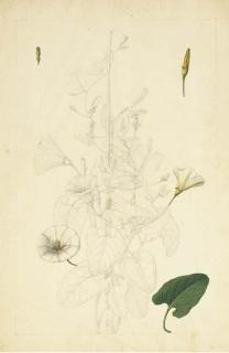 Claude Aubriet - Volubilis Avec Des Études Subsidaires Des Fleurs Et D\'Une Feuille