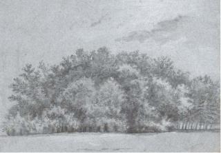 Claude-Jean-Baptiste Hoin - Vue d\'un taillis dans le bois de Boulogne