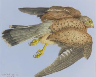 Claudio Bravo - Eagle