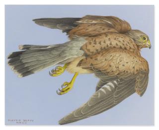 Claudio Bravo - Eagle