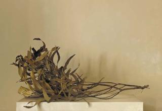 Claudio Bravo - Eucalyptus branch