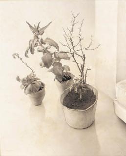 Claudio Bravo - Potted Plants